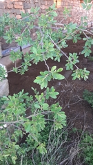 Diospyros lycioides