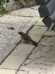 Pterorhinus perspicillatus