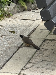 Pterorhinus perspicillatus