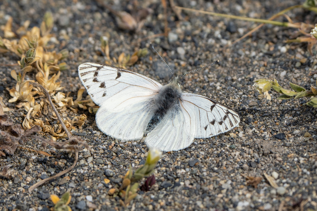 Hypsochila microdice