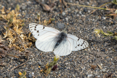 Hypsochila microdice
