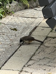 Pterorhinus perspicillatus