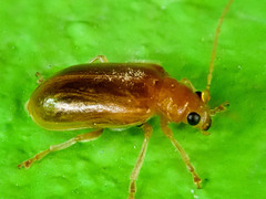 Galerucinae