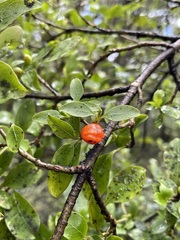 Coprosma foetidissima