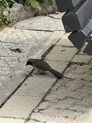Pterorhinus perspicillatus