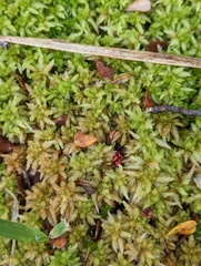 Sphagnum cristatum
