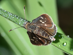 Dardarina dardaris