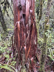 Libocedrus bidwillii