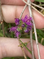 Melaleuca thymifolia