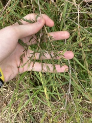 Melaleuca thymifolia