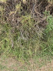 Melaleuca thymifolia