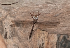 Gynacantha nourlangie