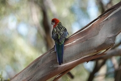 Platycercus eximius eximius