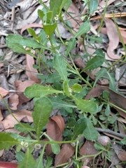 Sphaeromorphaea australis