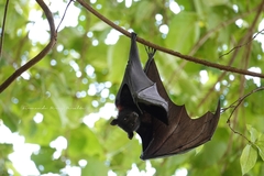 Pteropus alecto