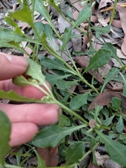 Sphaeromorphaea australis