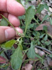 Sphaeromorphaea australis