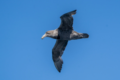 Macronectes giganteus