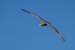 Macronectes giganteus