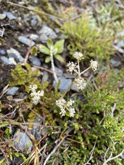 Anisotome aromatica