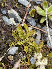 Anisotome aromatica