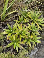 Celmisia spectabilis spectabilis