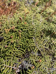 Gleichenia alpina