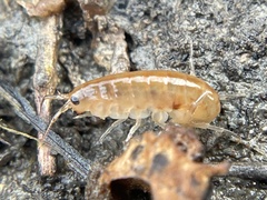 Traskorchestia traskiana