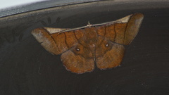 Sphacelodes vulneraria