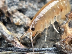 Traskorchestia traskiana