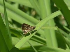 Dardarina dardaris