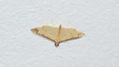 Eulepte