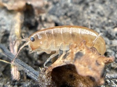 Traskorchestia traskiana