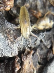 Traskorchestia traskiana