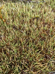 Oreobolus pectinatus