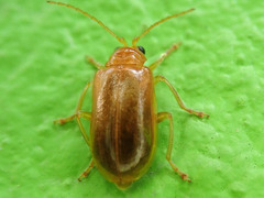 Galerucinae