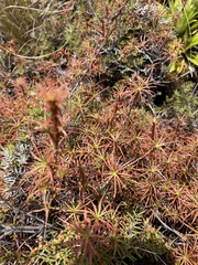 Dracophyllum recurvum