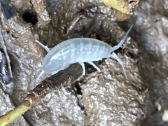 Traskorchestia traskiana