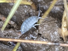 Traskorchestia traskiana