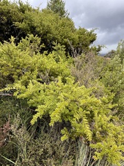 Podocarpus
