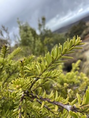 Podocarpus