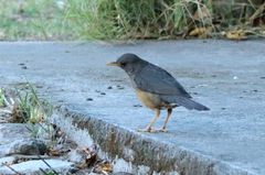 Turdus olivaceus