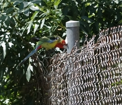 Platycercus eximius eximius