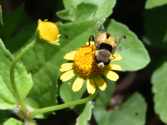 Palpada pusilla