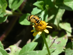 Palpada pusilla