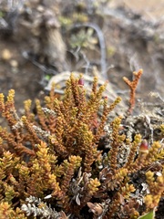 Lepidothamnus laxifolius