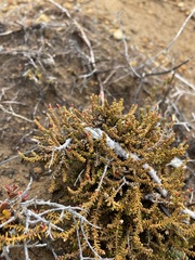 Lepidothamnus laxifolius