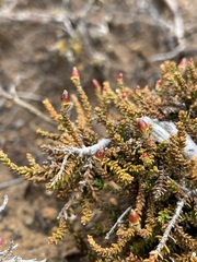 Lepidothamnus laxifolius