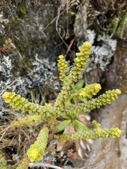 Olearia nummulariifolia