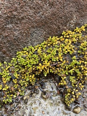 Coprosma perpusilla perpusilla